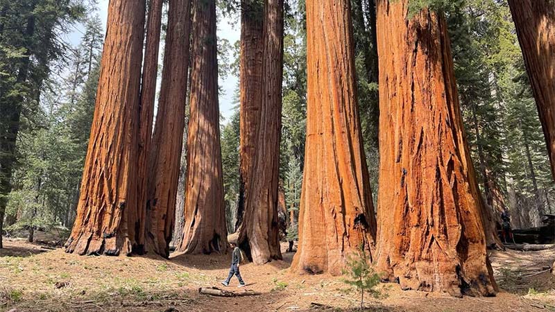 Kings Canyon and Sequoia National Parks, California