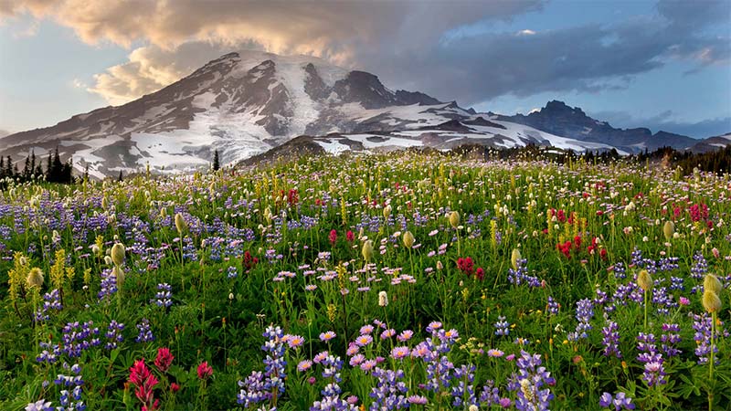 Mount Rainier National Park, Washington